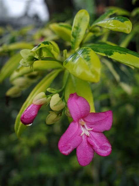 葉面有刺的植物|芸香科 Rutaceae 